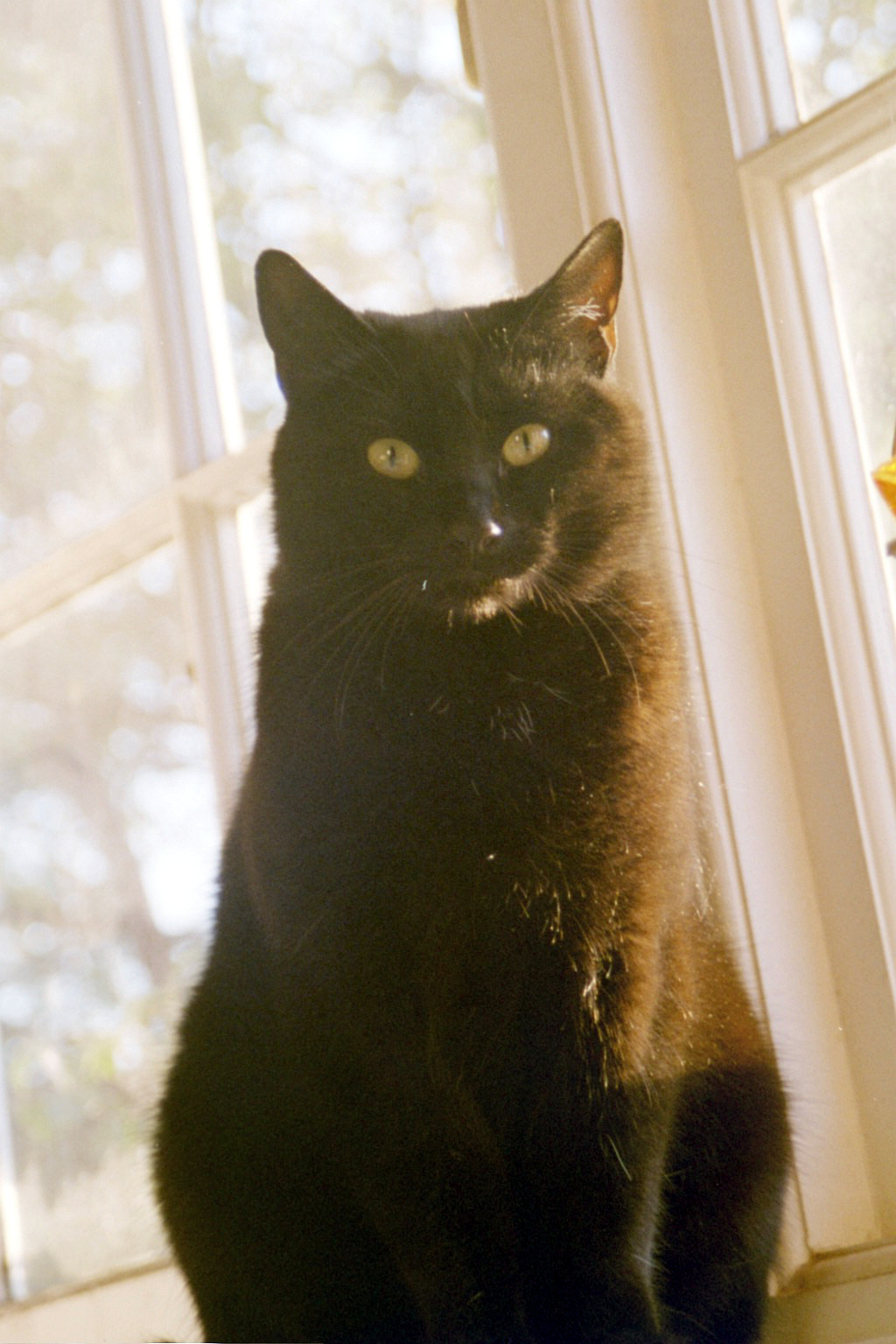 Black_cat