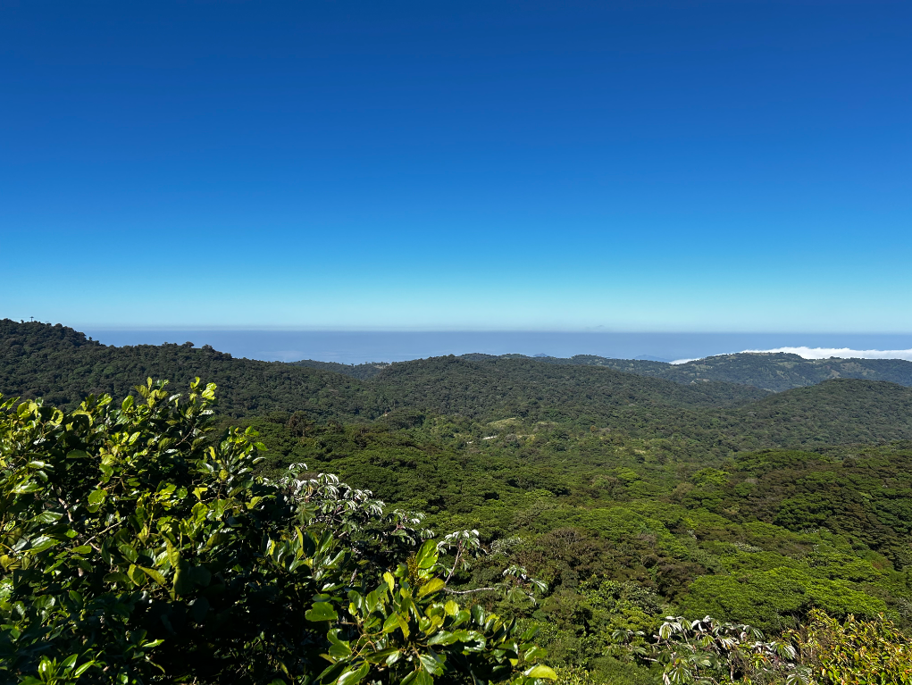 Another perspective of the cloud forest. THOMAS TIERNEY