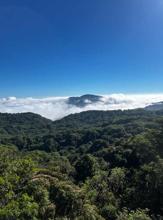 An amazing Costa Rican cloud forest. THOMAS TIERNEY