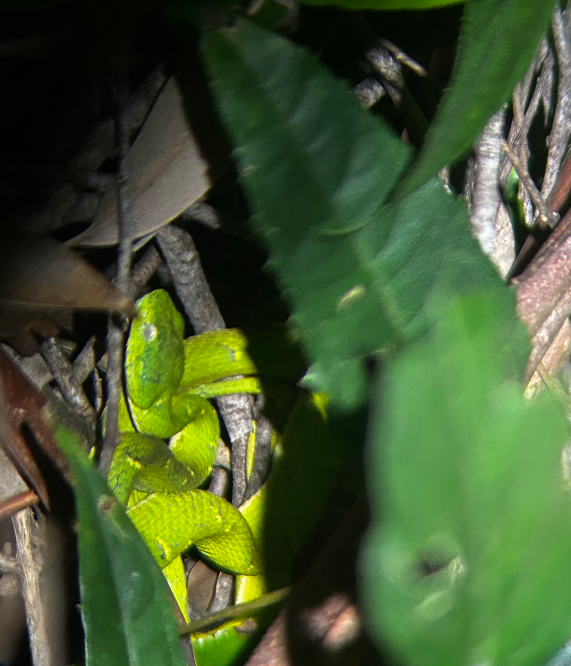 An elusive snake spotted on a night hike. THOMAS TIERNEY