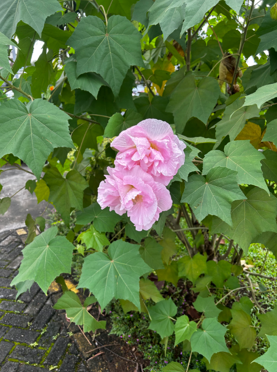 Local Costa Rican flora. THOMAS TIERNEY