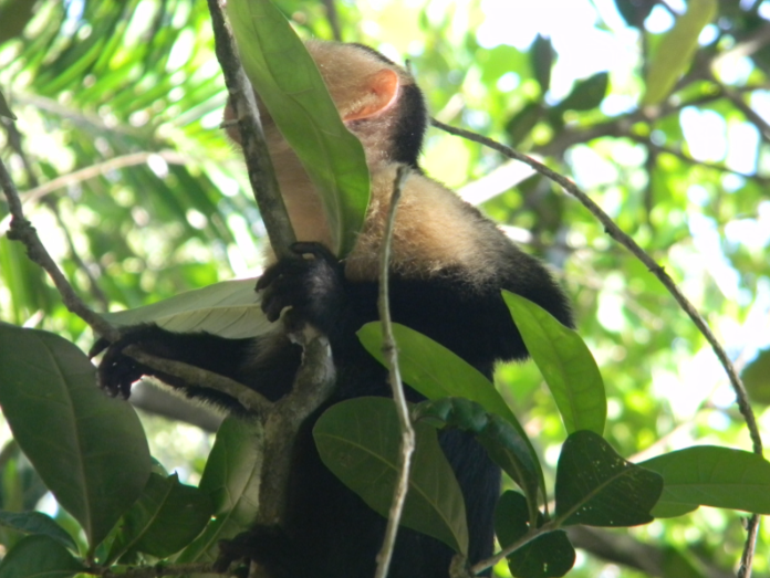 Tornado Travelers spot a wild Capuchin monkey. THOMAS TIERNEY