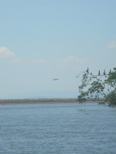 Bird flying above the water. THOMAS TIERNEY