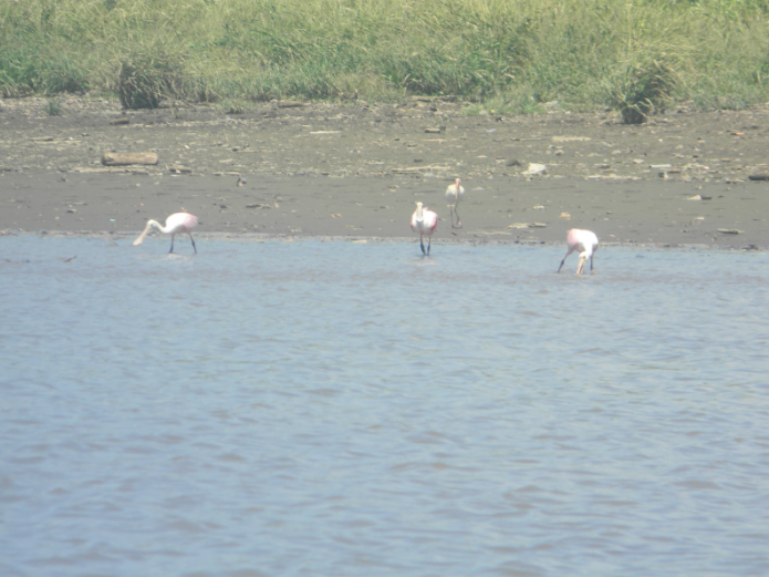 A group of Roseate Spoonbills stop and take a sip of water from the river. THOMAS TIERNEY
