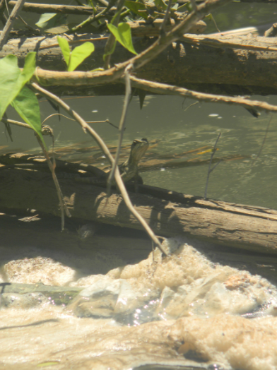 Costa Rican amphibian staying dry. THOMAS TIERNEY