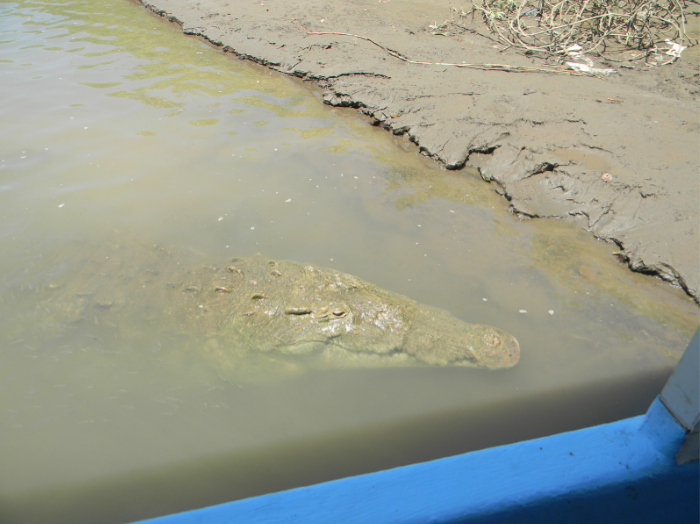 A crocodile swims up to say hello to the Tornado Travelers. THOMAS TIERNEY