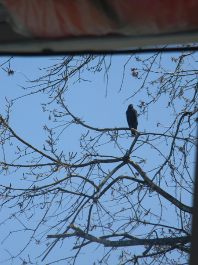 A majestic hawk, gazing into the distance. THOMAS TIERNEY