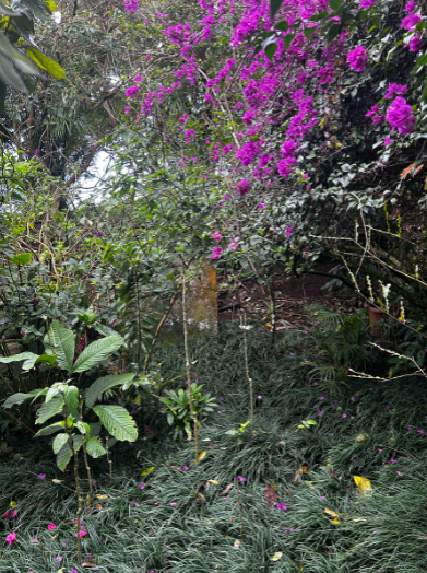 Beautiful purple Costa Rican floral. THOMAS TIERNEY